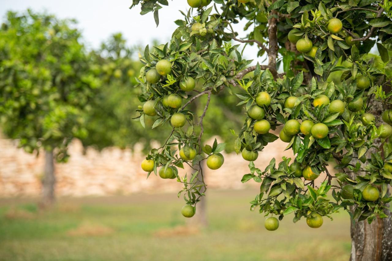Agroturismo Safragell Ibiza Suites & Spa 圣洛伦索巴拉菲 外观 照片